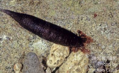 Polycheira fusca (Brandt) 紫輪參