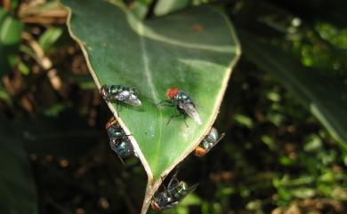 Chrysomya megacephala (Fabricius, 1794) 大頭金蠅