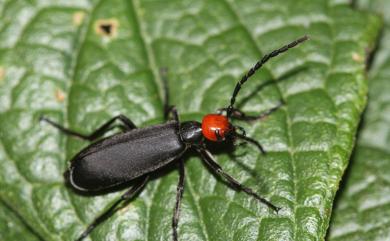 Epicauta hirticornis (Haag-Rutenburg, 1880) 豆芫青