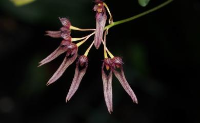 Bulbophyllum melanoglossum Hayata 紫紋捲瓣蘭
