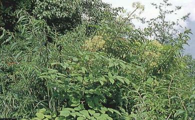 Aralia cordata Thunb. 食用土當歸