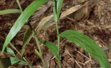 Tropidia nanhuae 南化摺唇蘭