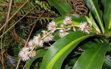 Dracaena fragrans 香龍血樹