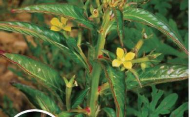 Ludwigia hyssopifolia 細葉水丁香