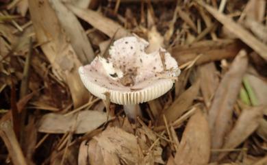 Russula amoena 怡紅菇