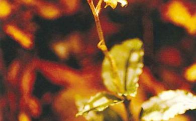 Odontochilus inabai (Hayata) Hayata ex T.P.Lin 單囊齒唇蘭