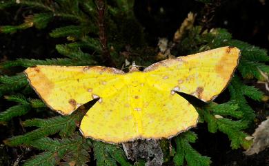 Corymica arnearia Walker, 1860