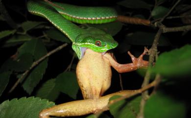 Trimeresurus stejnegeri Schmidt, 1925 赤尾青竹絲