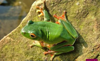 Zhangixalus moltrechti (Boulenger, 1908) 莫氏樹蛙