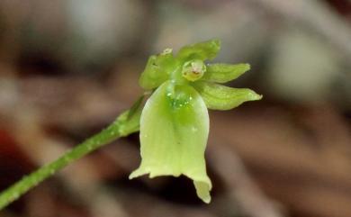 Neottia morrisonicola (Hayata) Szlach. 玉山雙葉蘭