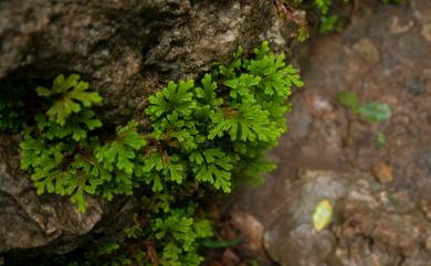 Selaginella repanda 高雄卷柏