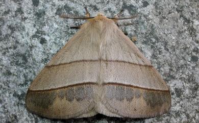 Palirisa cervina formosana Matsumura, 1931 黑胸帶蛾