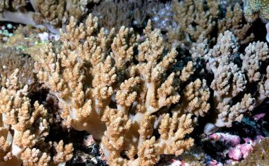 Litophyton nigrum (Kükenthal, 1895) 黑錦花軟珊瑚