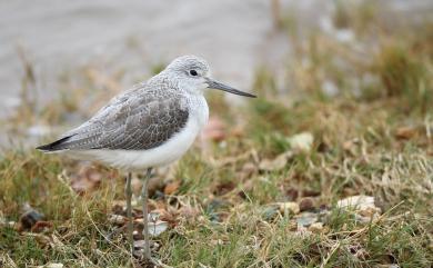 Tringa nebularia (Gunnerus, 1767) 青足鷸