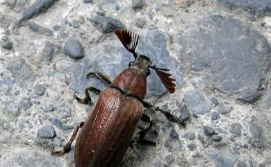 Sandalus taiwanicus Lee, Sato & Sakai, 2005 臺灣蟬寄甲