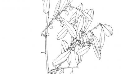 Embelia laeta (L.) Mez 正藤木槲