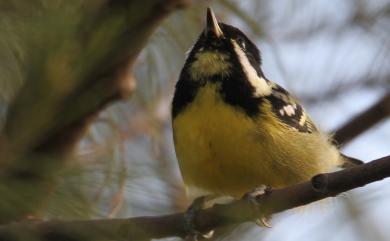 Periparus venustulus (Swinhoe, 1870) 黃腹山雀