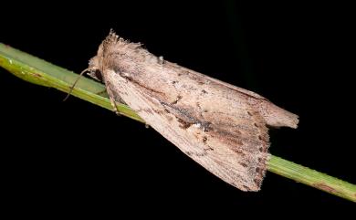 Sesamia nigropunctata (Wileman, 1912)