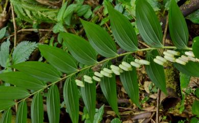 Polygonatum odoratum var. pluriflorum 萎蕤