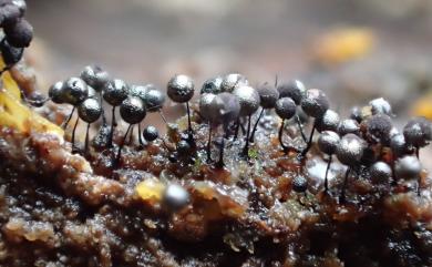 Collaria arcyrionema 光孢項圈黏菌