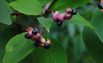 Clerodendrum trichotomum 海州常山