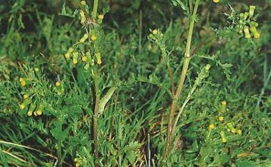 Senecio vulgaris L. 歐洲黃菀