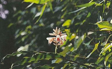 Alpinia pricei 普萊氏月桃