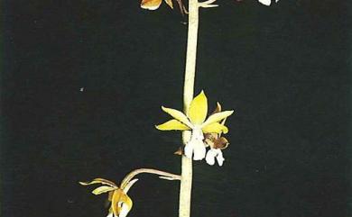 Calanthe graciliflora Hayata 細花根節蘭