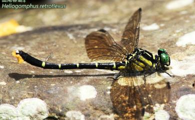 Heliogomphus retroflexus (Ris, 1912) 曲尾春蜓