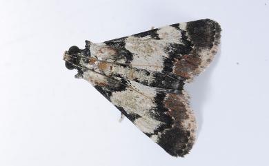 Termioptycha albifurcalis (Hampson, 1916)