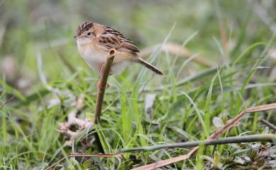 Cisticola juncidis tinnabulans (Swinhoe, 1859) 棕扇尾鶯