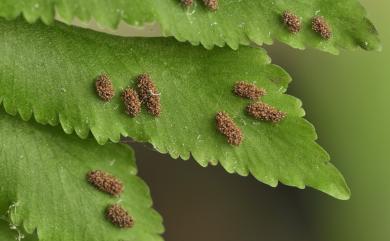 Hymenasplenium obscurum 綠柄剪葉鐵角蕨