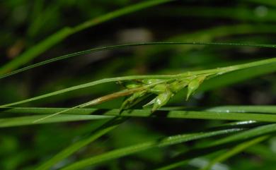 Carex mitrata var. aristata 具芒宿柱薹