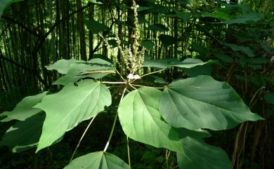 Mallotus japonicus (Spreng.) Müll. Arg. 野桐