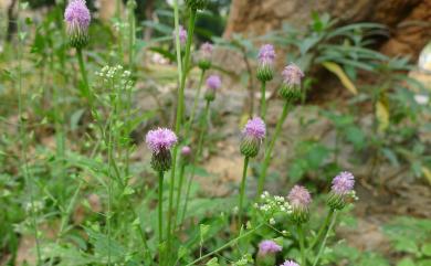 Hemisteptia lyrata (Bunge) Fisch. & C.A. Mey. 泥胡菜