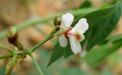 Cardiospermum halicacabum L. 倒地鈴