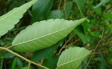 Zelkova serrata (Thunb.) Makino 櫸