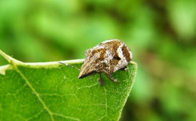 Hotea curculionoides (Herrich-Schaefer, 1836) 鼻盾蝽