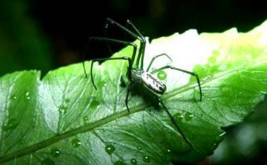 Leucauge taiwanica Yoshida, 2009 臺灣銀腹蛛