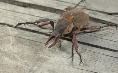 Dicronocephalus uenoi katoi Kurosawa, 1968 加藤角金龜