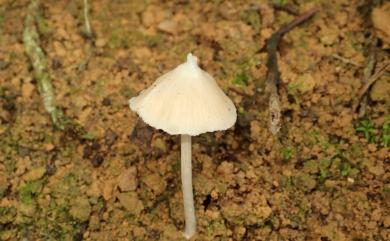 Entoloma 粉褶傘屬