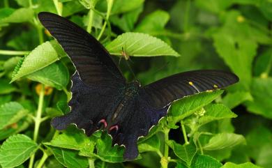 Papilio dialis tatsuta Murayama, 1970 穹翠鳳蝶