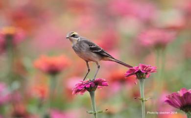 Motacilla tschutschensis taivana (Swinhoe, 1861) 東方黃鶺鴒(黃眉亞種)