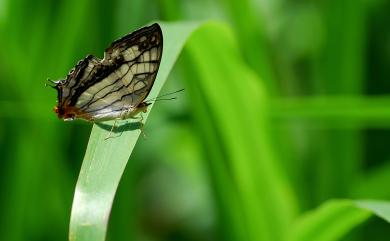 Cyrestis thyodamas formosana Fruhstorfer, 1898 網絲蛺蝶