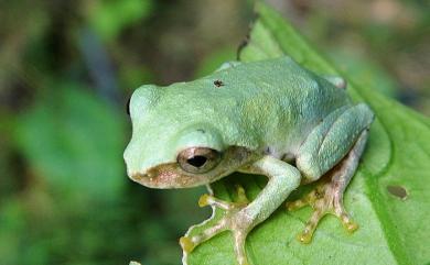 Kurixalus eiffingeri (Boettger, 1895) 艾氏樹蛙