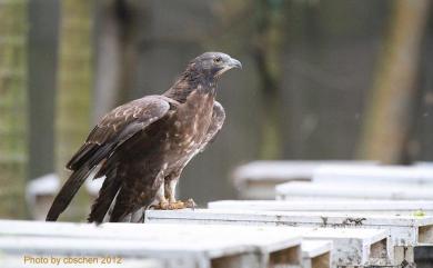 Pernis ptilorhynchus orientalis (Temminck, 1821) 東方蜂鷹