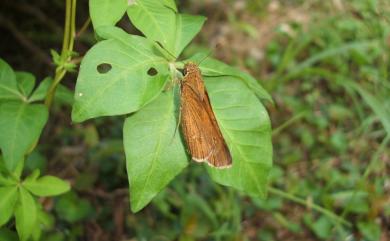 Polytremis lubricans kuyaniana 黃紋孔弄蝶