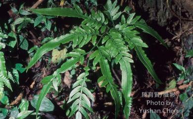Angiopteris lygodiifolia Rosenst. 觀音座蓮