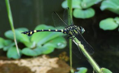 Ictinogomphus rapax (Rambur, 1842) 粗鉤春蜓