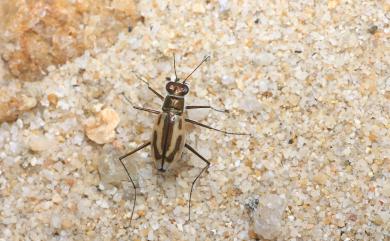 Abroscelis anchoralis anchoralis (Chevrolat, 1845) 大錨紋虎甲蟲